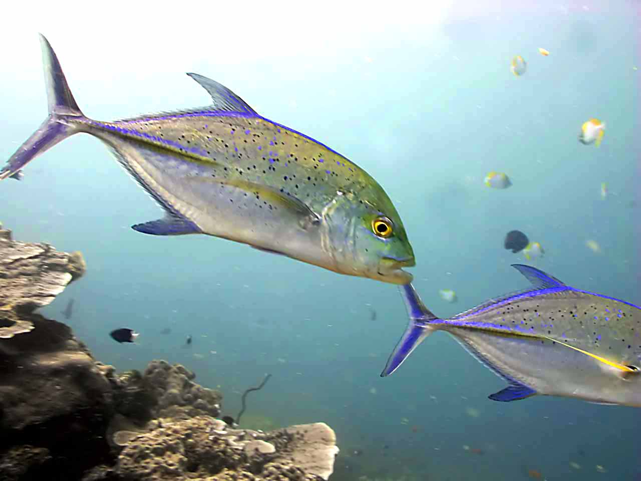 Trevally bluefin pacific coral aquarium jack popup caranx species reef soft taken aquariumofpacific main