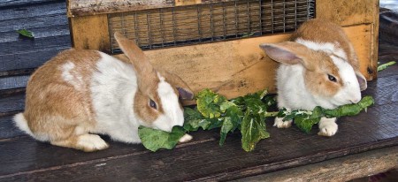 Bunnies having their dinner