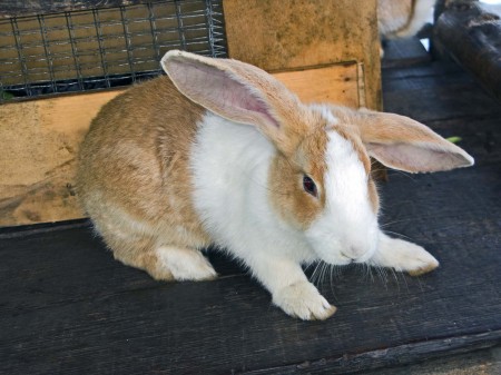 A floppy-eared Papua New Guinean bunny