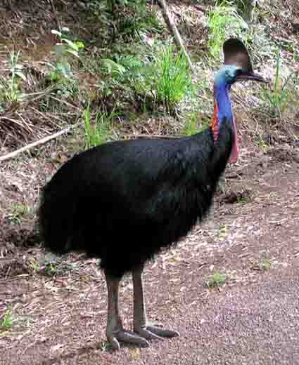 http://messersmith.name/wordpress/wp-content/uploads/2009/03/cassowary_casuarius_casuarius.jpg