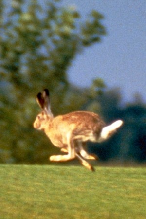 Lepus townsendii - the White-tailed Jackrabbit (summer coat)