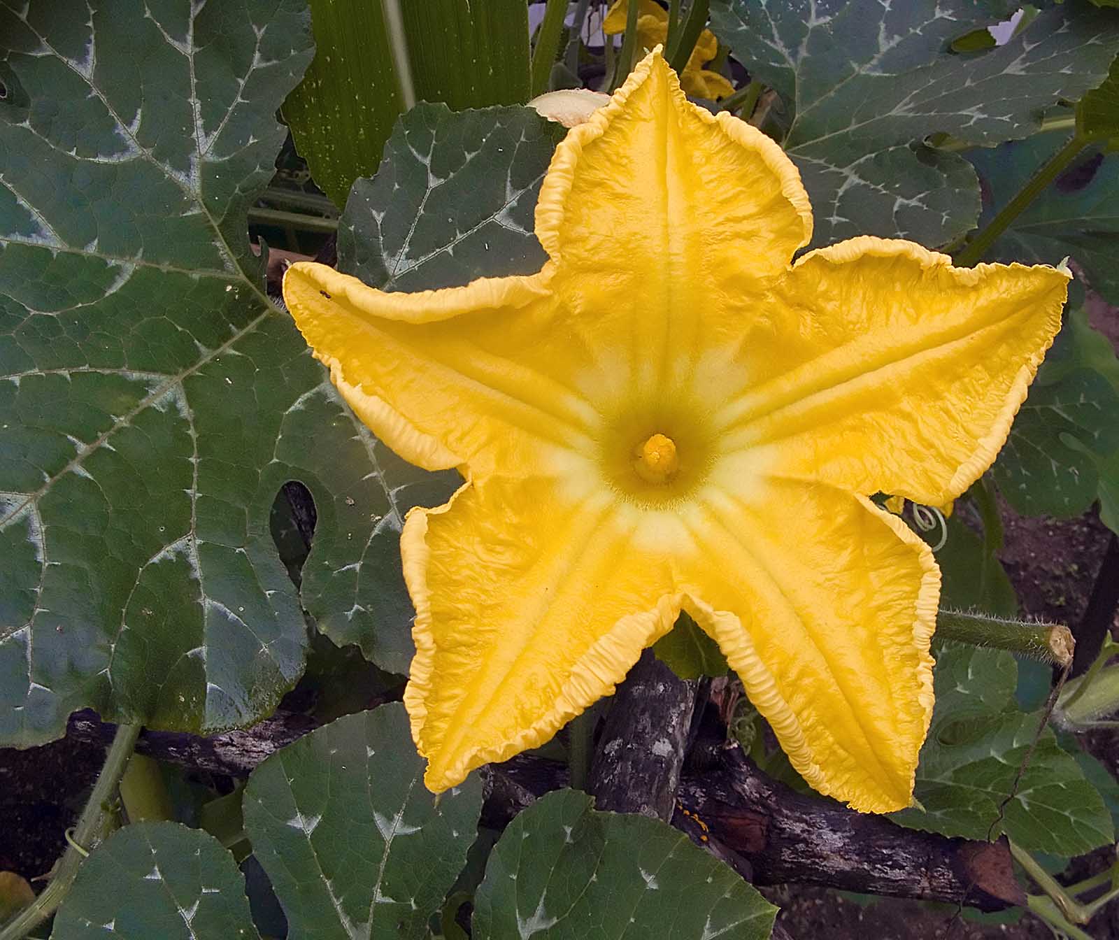 pumkin flower | Madang - Ples Bilong Mi