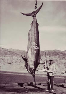 Biggest Marlin Ever