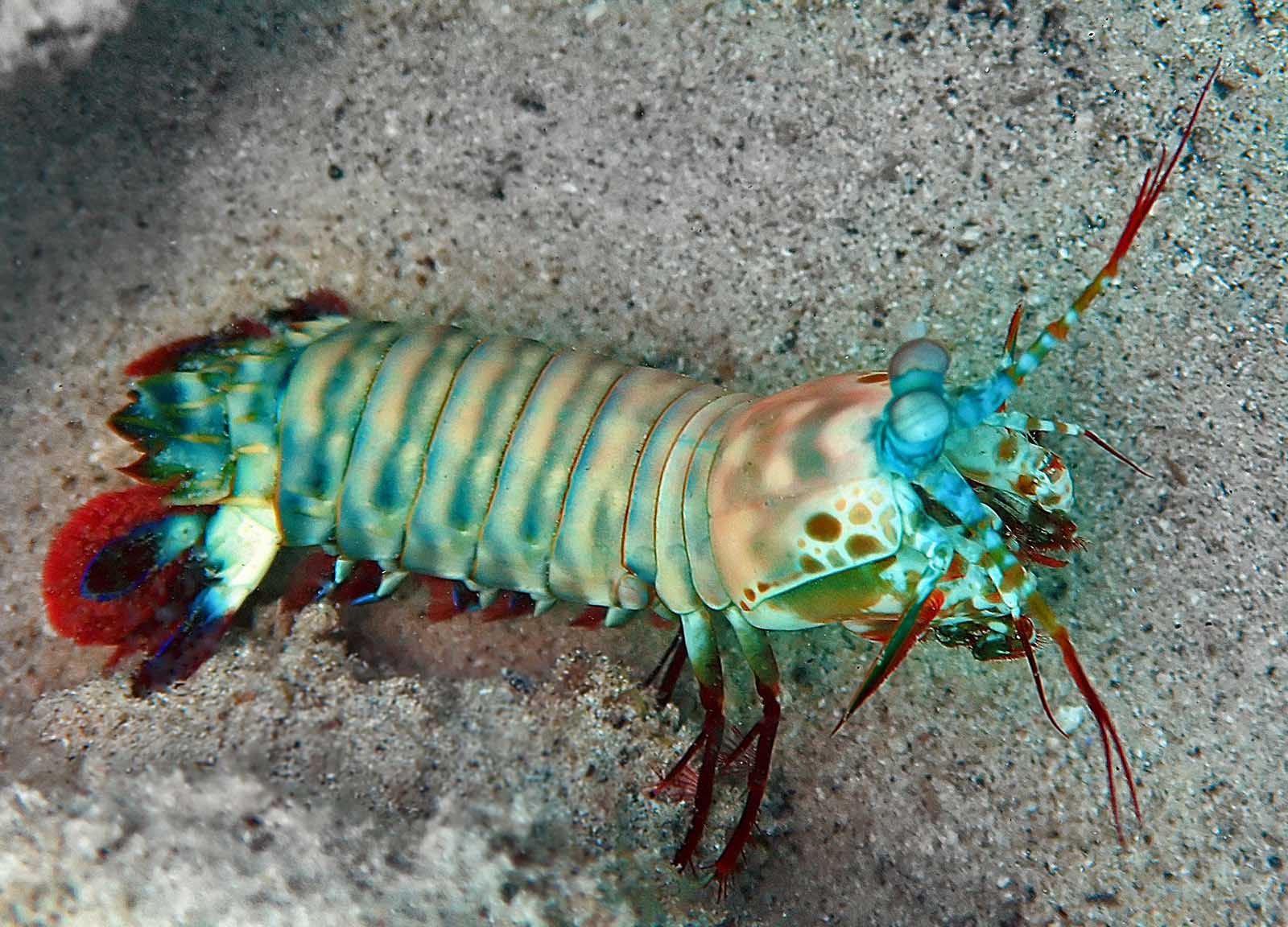 madang-ples-bilong-mi-blog-archive-mantis-shrimp-the-aliens-in