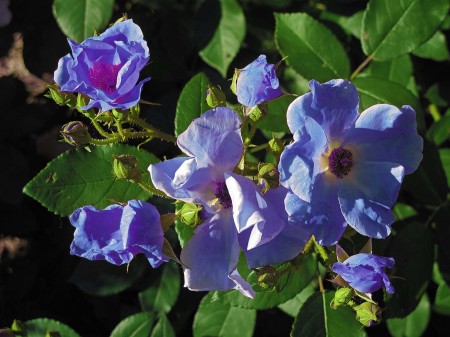 Heritage BLUE roses - no, they are fakes.