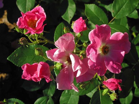 Pink heritage roses