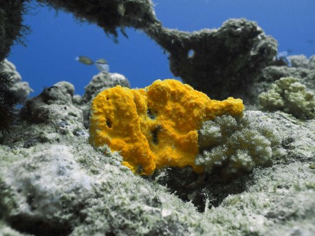 sea sponge moving