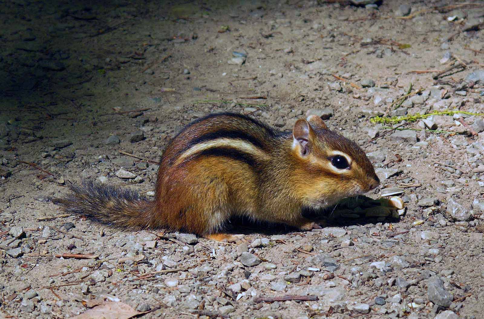 Chipmunk Feet