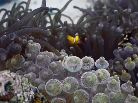 anemona entacmaea quadricolor