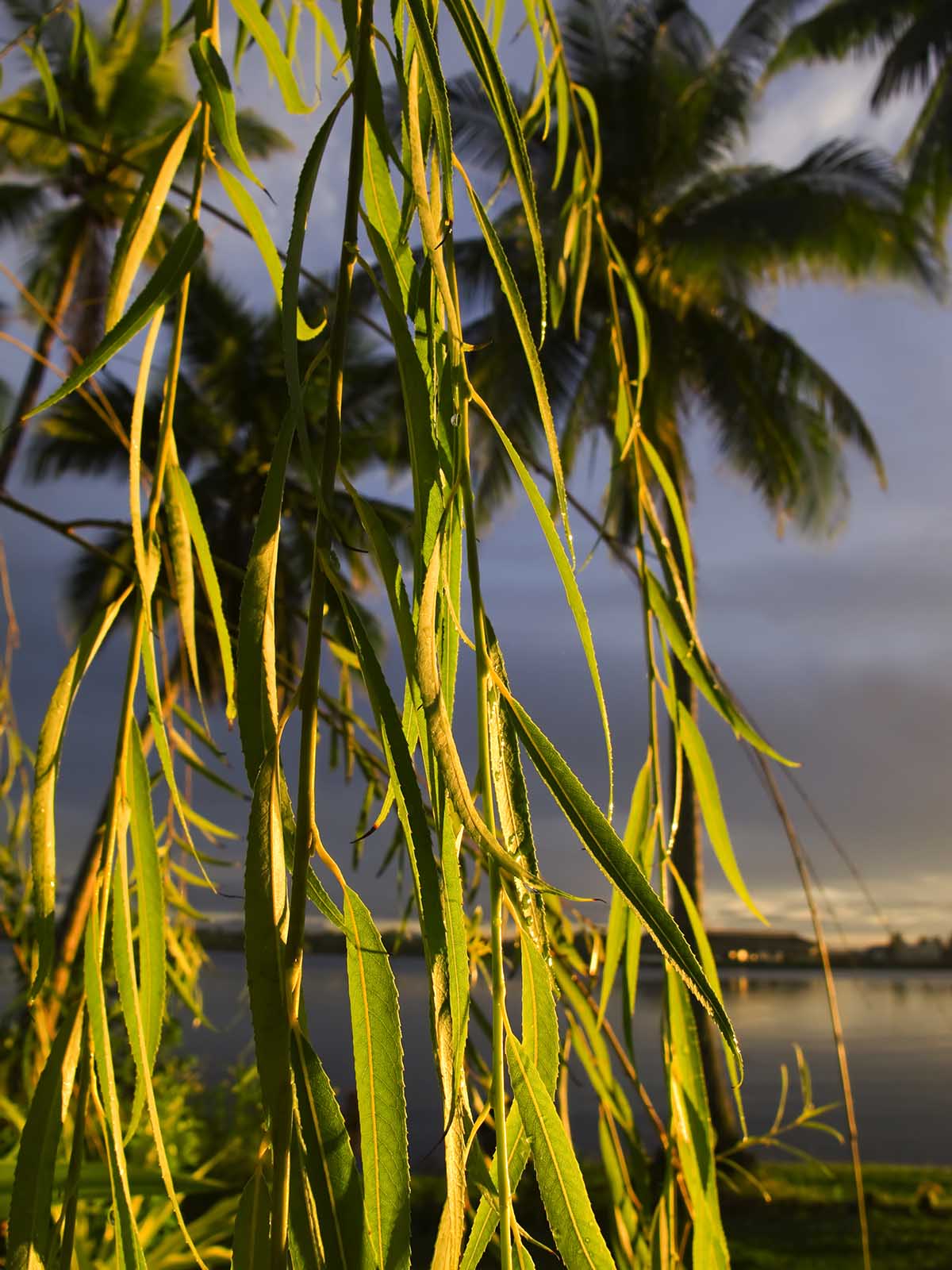 Aqua Sea Willow Tree Www messersmith name wordpress 2010 Flickr