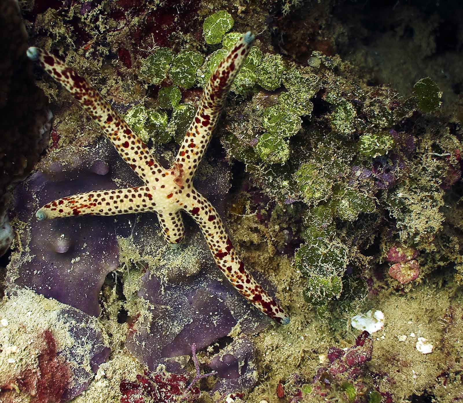 starfish skin gills