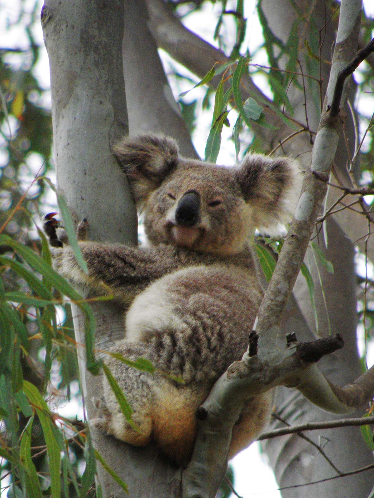 Madang Ples Bilong Mi Blog Archive Ferocious Koalas