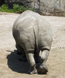 rhino 7 recall