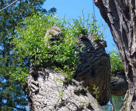 Mother Raccoon in the Rock Garden