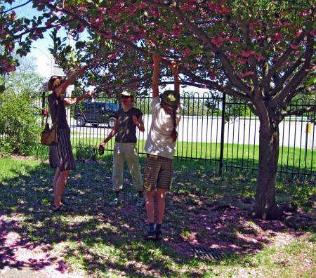 Shaking the Cherry Tree