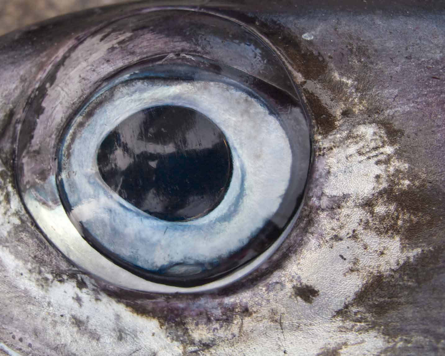 Глазки корень. Глаз рыбы. Рыбий глаз. Глаз селедки. Рыбий глаз рыба.