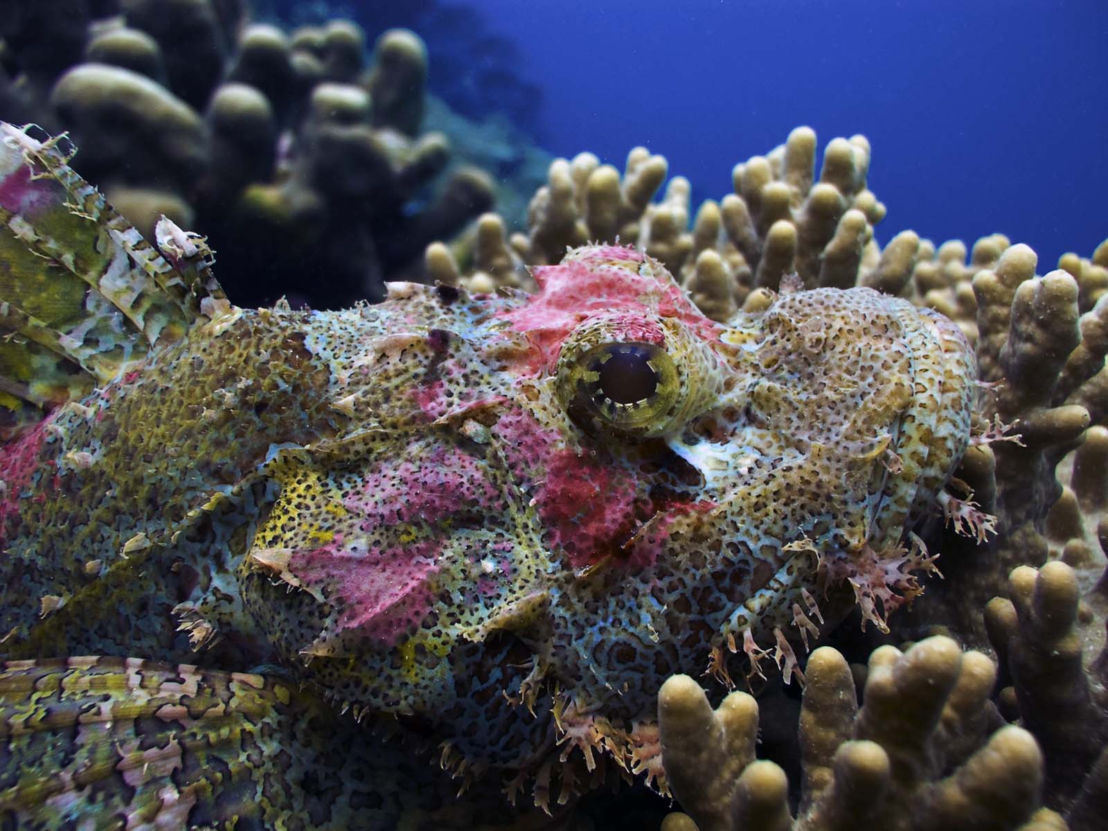 Древние коралловые рифы. Коралловые рифы Монерон. Коралловые рифы Барбадос. Коралловая гаррупа. Красивые кораллы.