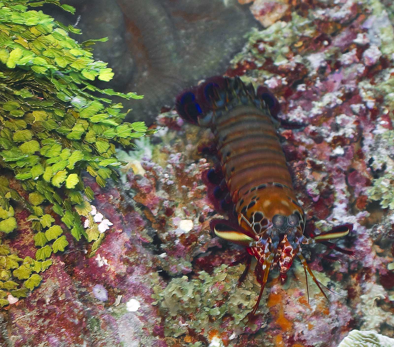 Top 95+ Pictures Pictures Of Mantis Shrimp Excellent